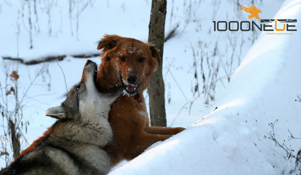 Wolf greift Hund im Schnee an - 1000 neue Führungskräfte - Institut für moderne Führung - Training und Coaching für Karriere
